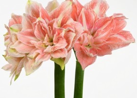 hippeastrum Sweet Amadeus (1)